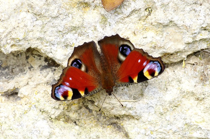 Бабочка-павлин на камне