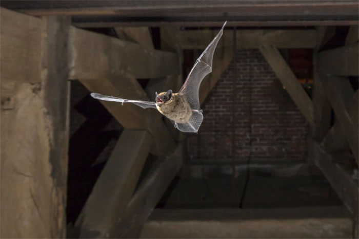 Летучая мышь-нетопырь летит в церковной башне